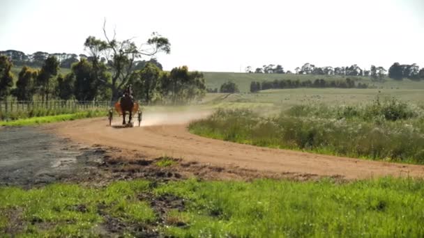 Corrida Treinamento Cavalos Longo Pista Empoeirada — Vídeo de Stock