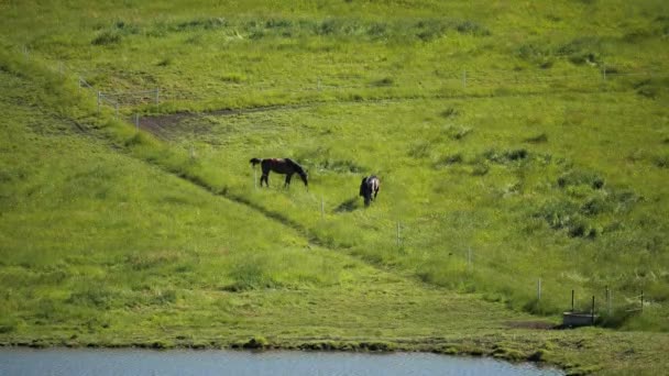 Paarden Ver Weg Paddock Slow — Stockvideo