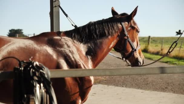 Mantel Kuda Berkilauan Bawah Sinar Matahari Emas — Stok Video