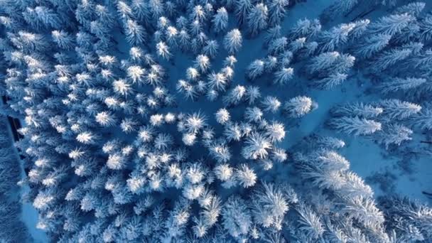 Vista Superior Los Pinos Nevados Bosque Montaña Invierno Destornillador Aéreo — Vídeo de stock