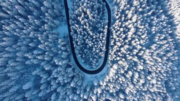 冬季白雪覆盖的森林和柏油路 — 图库视频影像