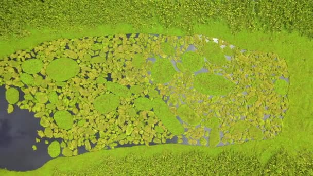 Drone Ângulo Descendente Cinematográfico Rio Amazonas Com Folhagem Exuberante Crescendo — Vídeo de Stock