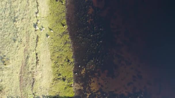 冬のスコットランドのハイランド地方のグレン エティブの石の上を飛行する空中ドローン映像 鮮やかな緑の草と対照的に暗い浅い水 — ストック動画