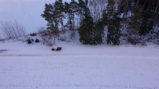 Кінь Намальований Санчатами Переміщенням Людей Зимовий Пейзаж Засніжений Ліс — стокове відео