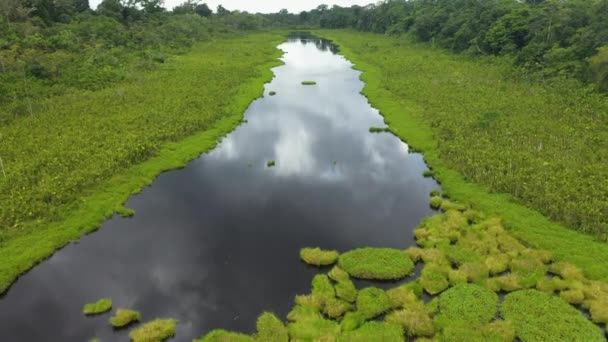 Cinematic Onthullende Drone Shot Van Weelderige Gebladerte Groeien Amazone Rivier — Stockvideo