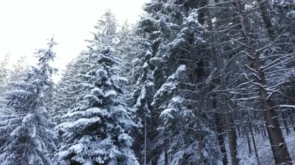 Fir Och Tallar Täckta Med Snö Bergsvägen Panorering Skott — Stockvideo