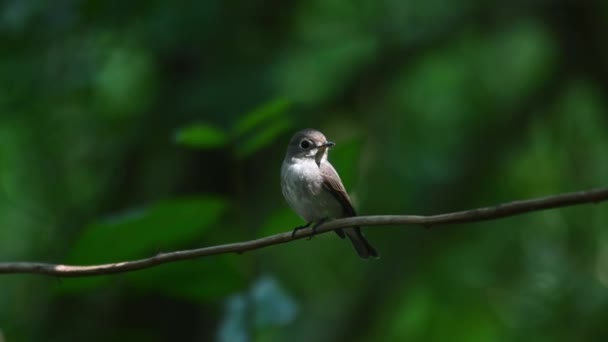 Ciemny Flycatcher Muscicapa Sibirica Widziany Winorośli Ćwierkanie Huśtawki Następnie Kupy — Wideo stockowe