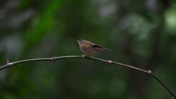 Sápadt Lábú Pacsirta Phylloscopus Tenellipes Látott Ült Egy Hajlított Bambusz — Stock videók