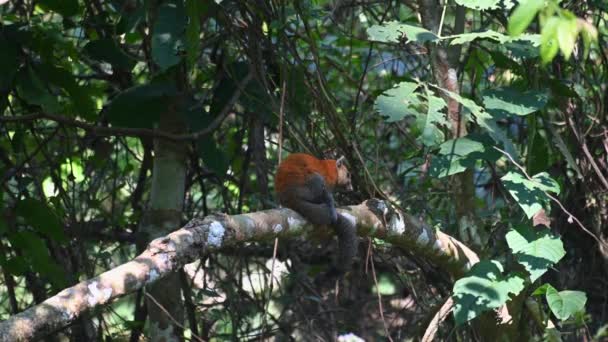 Grijze Eekhoorn Callosciurus Caniceps Gezien Vanaf Zijn Rug Een Tak — Stockvideo