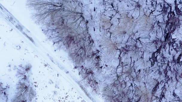 Kış Ormanı Nda Otlayan Ren Geyiklerinin Dikey Çekimi Parazit — Stok video