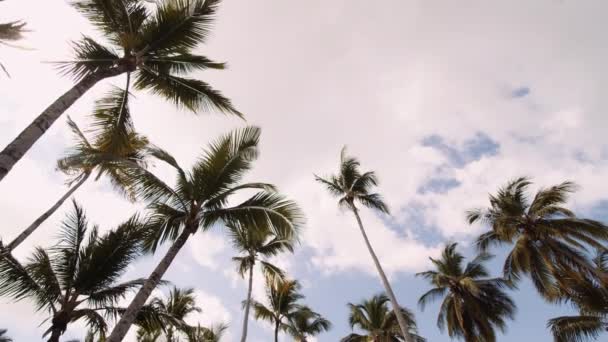 Palm Trees Blue Sky Tropical Vibes Caribbean Resort Slowmo — Stock Video