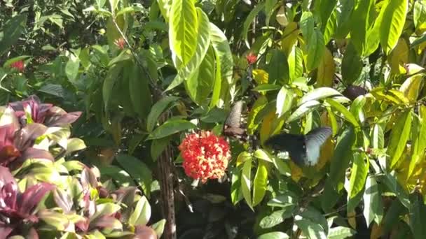 Male Female Papilio Memnon Butterflies Dense Foliage Flowering Garden Sunny — Stock Video