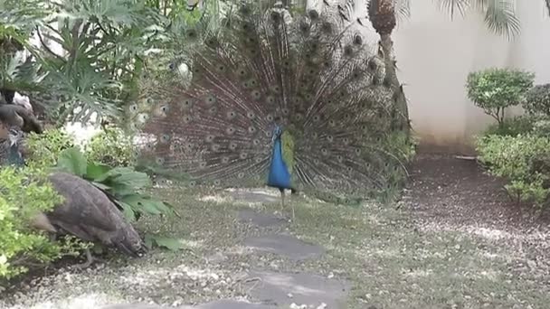 Peacock Potřásá Svým Krásným Peřím Přirozeným Námluvním Rituálem Před Pávem — Stock video