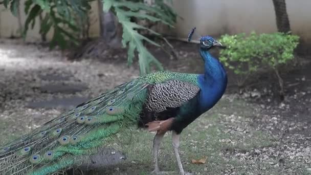 Peacock Nebo Indický Páv Latinsky Pavo Cristatus Charakteristickým Rysem Samce — Stock video