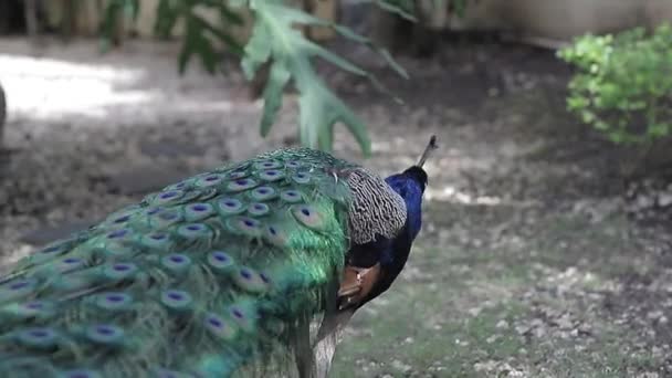 Primer Plano Uhd Video Shot Amazing Peacock Its Large Blue — Vídeo de stock