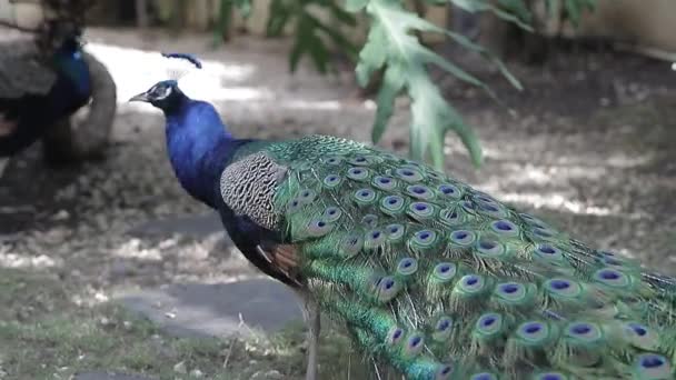 Pavo Real Pavo Real Indio Latín Pavo Cristatus — Vídeos de Stock