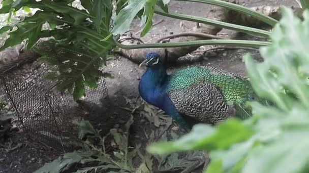 Primer Plano Uhd Video Shot Amazing Peacock Its Large Blue — Vídeos de Stock