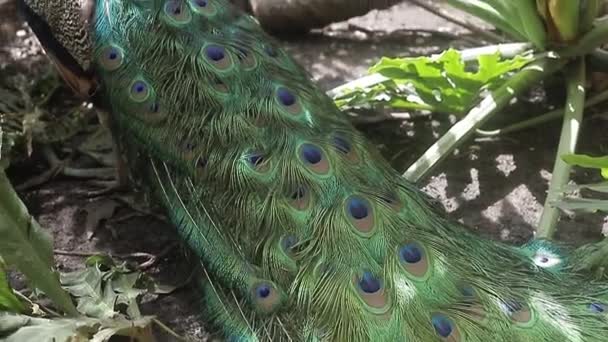 Peacock Pavo Real Indio Latín Pavo Cristatus Una Característica Característica — Vídeos de Stock