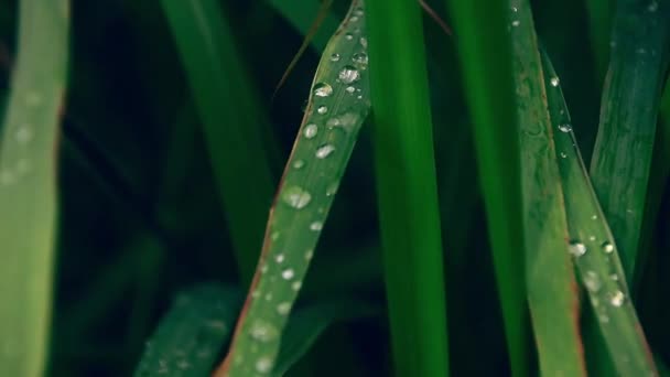 雨の後に緑の草の上に静かに座っていた水滴の閉じる 再生を象徴 健康と希望 — ストック動画