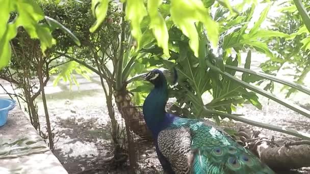 Videoinspelning Fantastisk Påfågel Och Dess Stora Blå Färg Största Fåglarna — Stockvideo