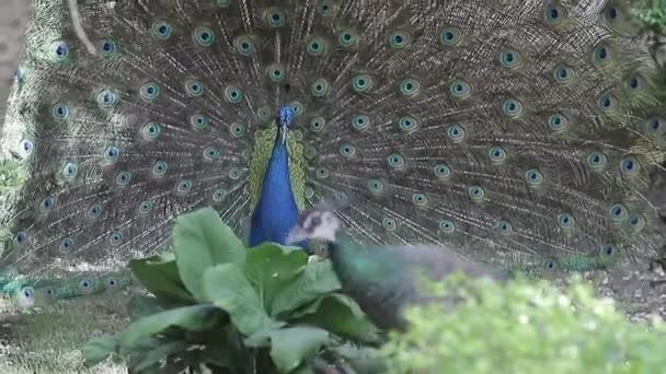 Peacock Shakes Its Beautiful Plumage Natural Courtship Ritual Front Female — Stock Video