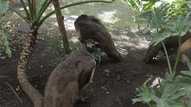 食物のための孔雀の採餌のクローズアップビデオ — ストック動画