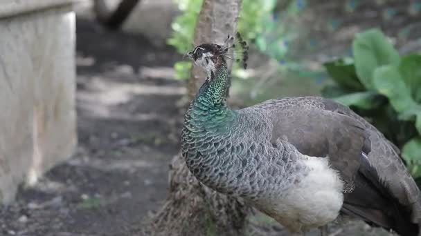 Samičí Pávi Chodí Zemi Hledají Červy Potravu Uzavřený Snímek Videa — Stock video