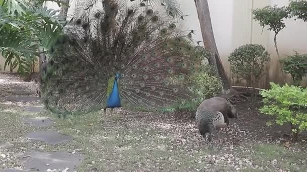 Peacock Shakes Its Beautiful Plumage Natural Courtship Ritual Front Female — Stock Video