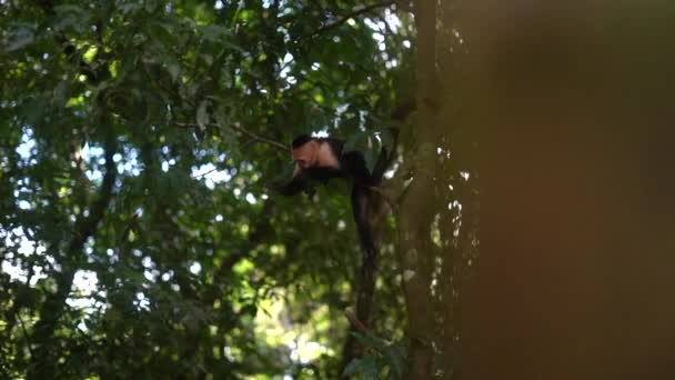 Monkey Zichzelf Schoonmaken Een Boom Slider Schot — Stockvideo