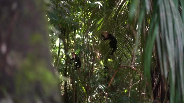 Affe Klettert Durch Schattigen Dschungel Und Entspannt Sich Dann Einem — Stockvideo