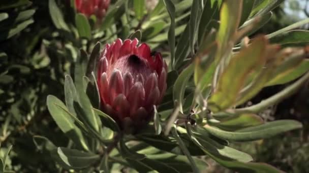 Roter König Protea Südafrikanische Nationalblume — Stockvideo