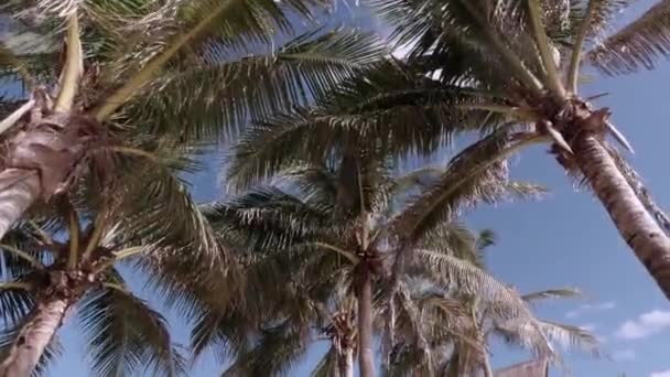 Tilt Tir Palmiers Hamacs Blancs Sur Plage Des Caraïbes — Video