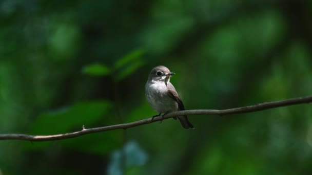 Темно Бічний Флайтчер Muscicapa Sibirica Сидів Виноградині Розмахуючи Він Дивиться — стокове відео