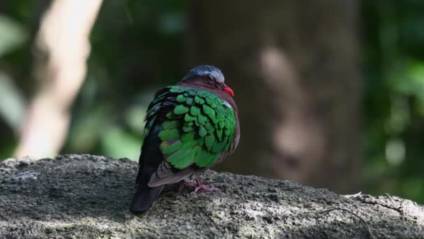 Common Emerald Dove Chalcopthe Indica Neergestreken Een Rots Ochtend Als — Stockvideo