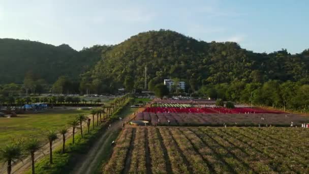 Flygbilder Till Höger Visar Blomsterpark Khao Yai Pak Chong Thailand — Stockvideo