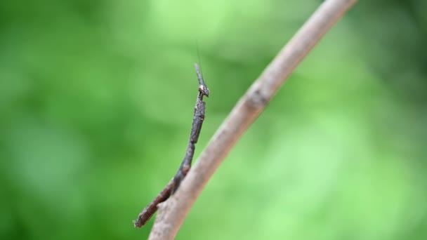 Fingindo Ser Parte Pequeno Ramo Capturado Por Uma Lente Macro — Vídeo de Stock