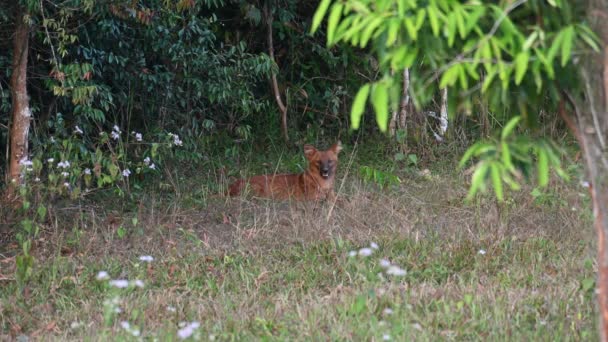 Asian Wild Dog Cuon Alpinus Visto Borda Floresta Antes Anoitecer — Vídeo de Stock