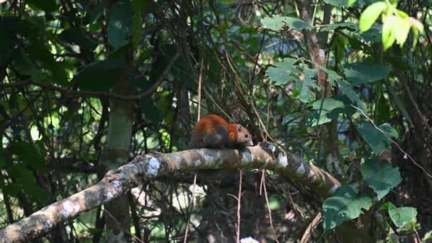 Серобрюхая Белка Callosciurus Caniceps Видели Вершине Ветки Глядя Направо Затем — стоковое видео