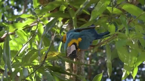 Close Papagaio Doméstico Azul Amarelo Uma Árvore Que Morde Ramo — Vídeo de Stock