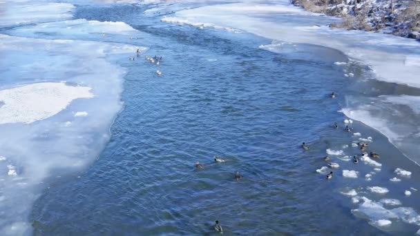 Eenden Opstijgen Uit Bevroren Rivier Slow Motion — Stockvideo