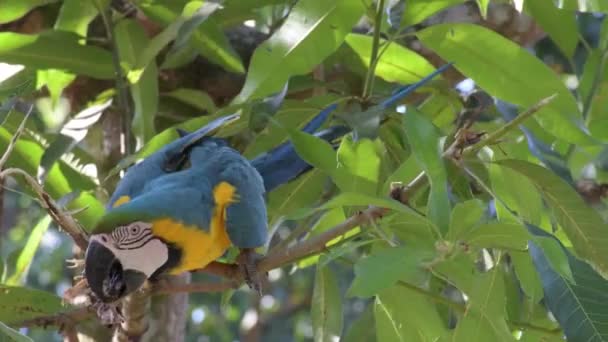 Blauw Geel Gedomesticeerde Ara Een Boom Bijten Een Tak San — Stockvideo