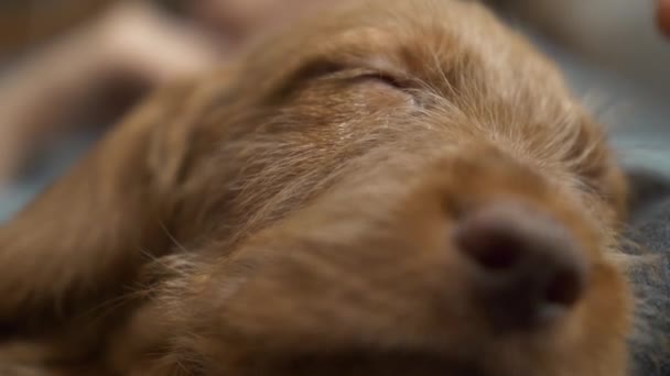 Rack zaměření close-up nosu hnědé Vizsla štěně psa mazlení