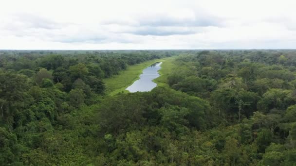 Amplio Tiro Dron Estanque Selva Amazónica Con Exuberante Selva Verde — Vídeos de Stock