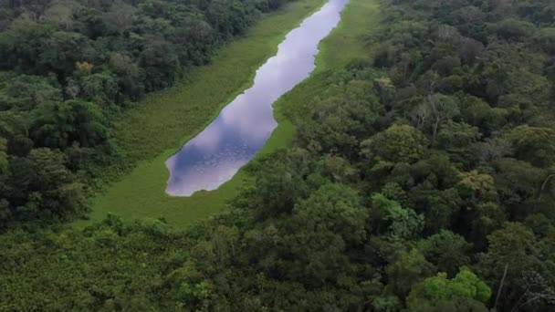 Drone Cinematografico Uno Stagno Nella Foresta Pluviale Amazzonica Con Lussureggiante — Video Stock