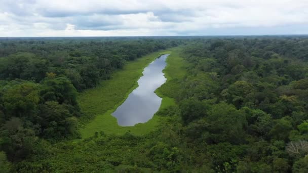 ペルーの水の周りの緑豊かな森が回転しながらアマゾン熱帯雨林の池を撮影しました — ストック動画