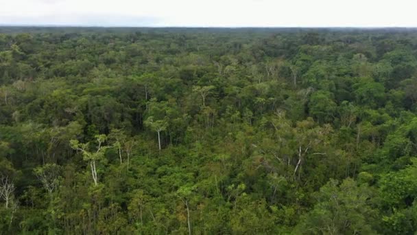 Drone Shot Van Weelderig Groen Bos Bomen Het Amazone Regenwoud — Stockvideo