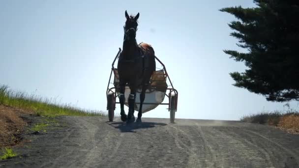 Caballo Caminando Hacia Cámara Con Arnés — Vídeos de Stock