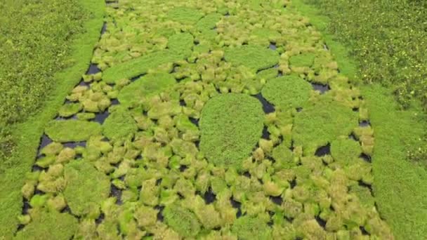 Drone Cinematográfico Exuberante Folhagem Que Cresce Rio Amazonas Peru Titulando — Vídeo de Stock