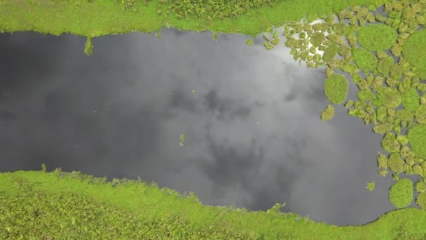 Кинематографический Снимок Реки Амазонки Пышными Зелеными Тропическими Лесами Сторон Воды — стоковое видео