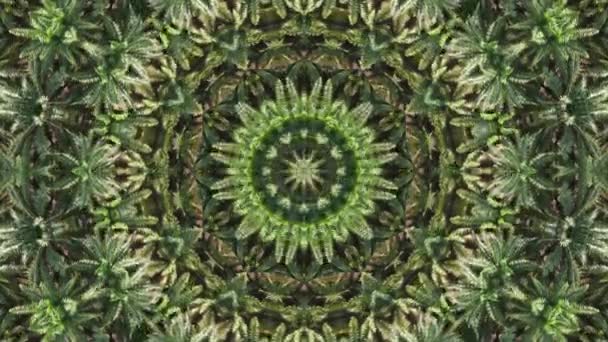 Mandala Patroon Beweging Groene Palm Bladeren Patroon Achtergrond — Stockvideo